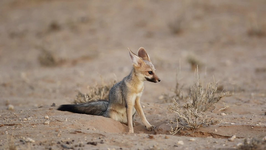 深卡拉哈里沙漠的斗篷狐狸视频