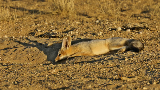 深卡拉哈里沙漠的斗篷狐狸视频