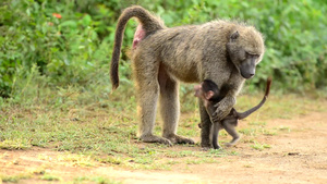 在非洲的荒野里玩的狒狒28秒视频
