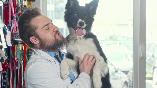 在他的诊所里宠爱可爱的狗高兴得要命的留胡子兽医视频