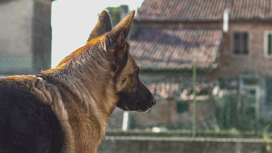 一只德国牧羊犬在慢动作5中闭合视频