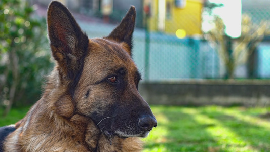 一只德国牧羊犬在慢动作6中关闭视频