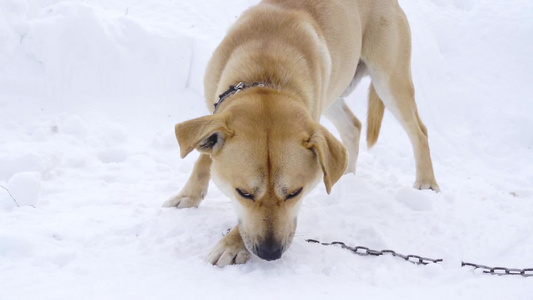 一只饿着肚子的狗在冬天被锁链上咬了一口贪婪而美味的视频
