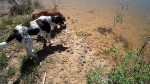 猎狗在湖水附近嗅足迹9秒视频