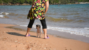 女人把狗抱在沙滩上10秒视频