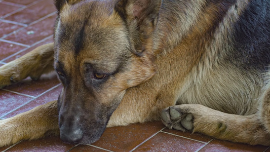 德国牧羊犬休息2视频