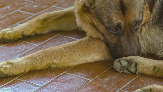 德国牧羊犬休息4视频