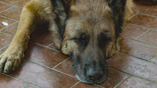 德国牧羊犬休息7视频