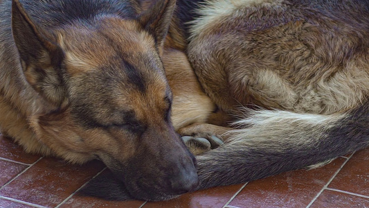 德国牧羊犬休息5视频