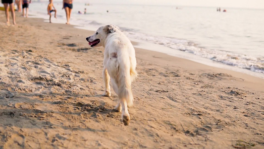追踪快乐的拉布拉多人沿着沙滩奔跑的慢动作视频