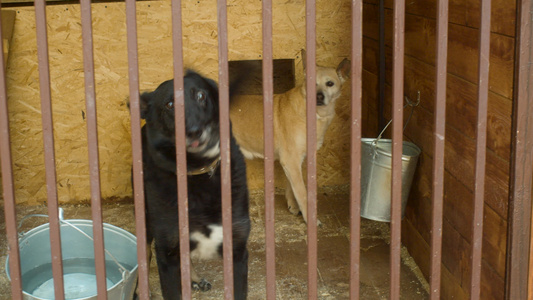 在狗收容所的笼子中的狗视频
