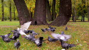 杰克罗素梗犬在三倍树附近追逐鸽子宠物在大自然中狩猎18秒视频