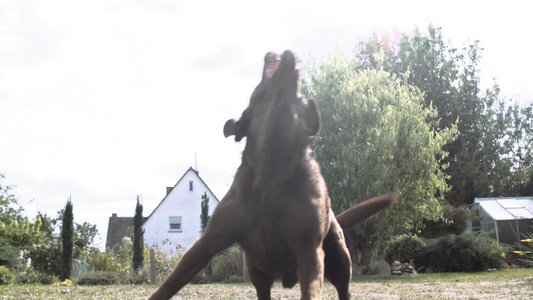 在阳光明媚的后院捕捉球的拉布拉多采集器狗视频