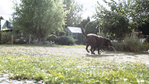 大棕色狗在阳光明媚的后院玩捉鱼9秒视频