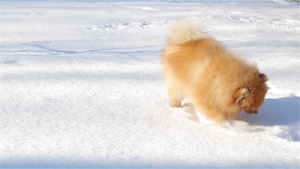年轻的小玩耍的吐司吃雪绕着尾巴跑来跑去11秒视频