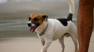 沙滩上的杰克·鲁赛尔特瑞犬10秒视频