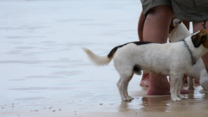 沙滩上的杰克·鲁赛尔特瑞犬13秒视频