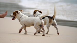 沙滩上的小狗11秒视频