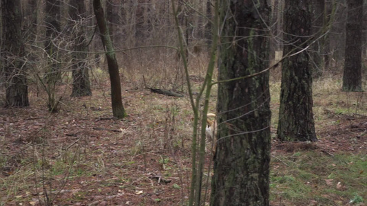 浅棕色狗和领圈在森林中行走视频