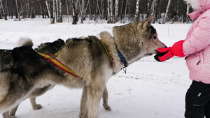 儿童喂养西伯利亚雪橇犬14秒视频