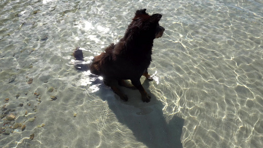 狗坐在大海中享受风景视频