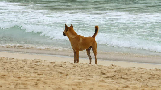狗狗在沙滩上散步视频