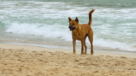 狗狗在沙滩上散步视频