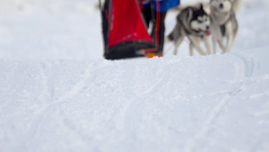 参加滑雪比赛的哈斯基犬和女运动员19秒视频