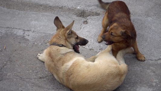 两只狗互相争斗视频