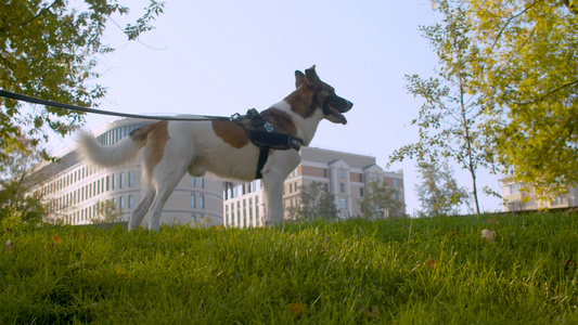 狗狗在公园里走着一条皮带视频