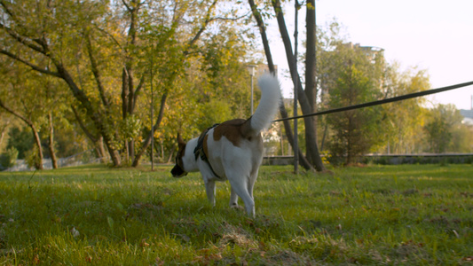 狗狗在公园里走着一条皮带视频