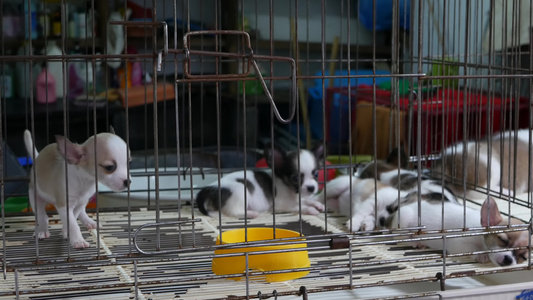 市场上笼子里的可爱小狗泰国曼谷乍都乍市场上可爱的小狗视频