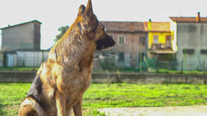 花园里的德国牧羊犬18秒视频