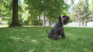 训练一只狗随叫随到在草地上滚动16秒视频