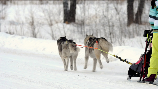 一群雪橇犬和马舍尔人视频