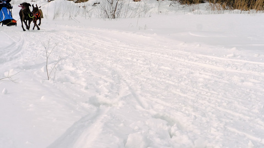 骑着的雪橇狗视频