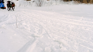 骑着的雪橇狗30秒视频