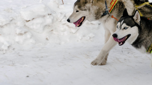 两只哈斯基的狗带着雪橇跑来跑去13秒视频