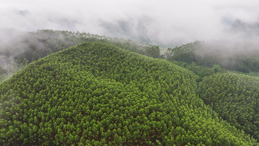 航拍森林自然风景云雾视频