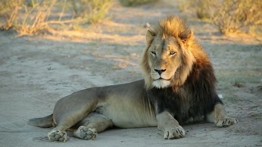 清晨光照耀的非洲雄狮子视频
