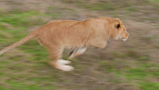 雄狮发现猎物和跑步野生生物狩猎背景的干草视频