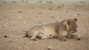 南非卡拉哈里沙漠附近与斑鸠一起放松的母狮Panthera21秒视频