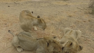 在荒野的汽车旁边战斗的狮子们32秒视频