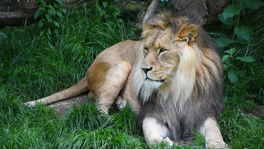 雄狮子的近身肖像视频