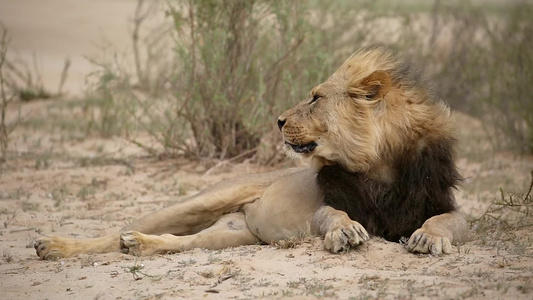男性非洲狮子与马豆在风中吹视频