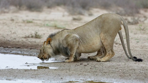 非洲狮子在卡拉哈里沙漠饮用水19秒视频