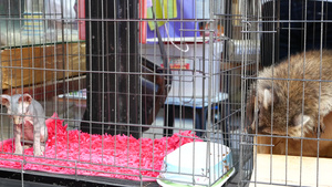 好奇的浣熊在宠物市场上的小笼子里可爱的浣熊坐在木箱15秒视频