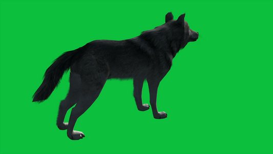 4k动画狼在绿屏上行走视频