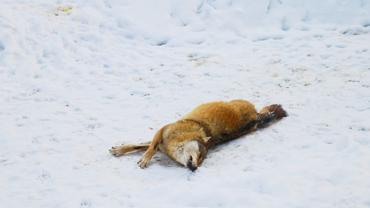 狼躺在地上被雪洗干净了视频