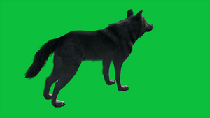 4k动画狼在绿屏上行走19秒视频
